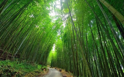 【逍遥主人】第十七章 闲话家常绿竹林 遇金逢玉两姊妹(内有红包)(附图) 作者：兰陵笑笑
